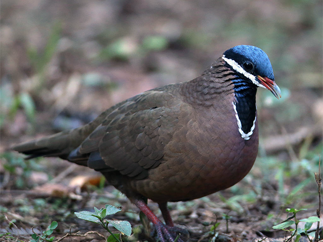 Blue-headed Quail Dove by Caribbean Conservation Trust